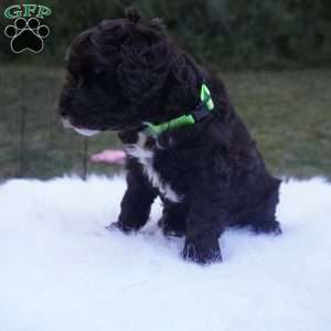 Archie, Aussiedoodle Puppy