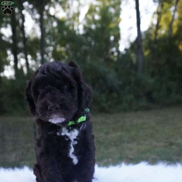 Archie, Aussiedoodle Puppy
