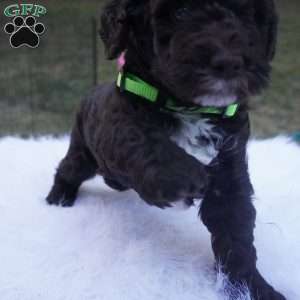 Archie, Aussiedoodle Puppy