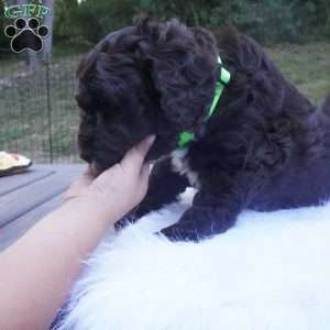 Archie, Aussiedoodle Puppy