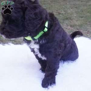 Archie, Aussiedoodle Puppy