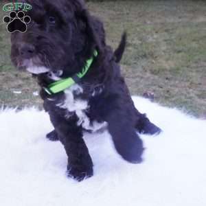 Archie, Aussiedoodle Puppy