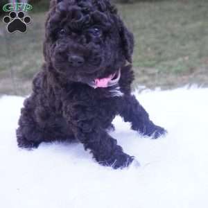 Allie, Aussiedoodle Puppy