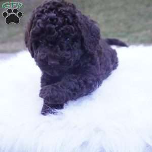 Allie, Aussiedoodle Puppy