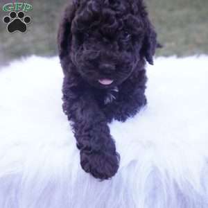Allie, Aussiedoodle Puppy