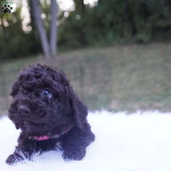 Allie, Aussiedoodle Puppy