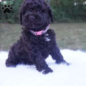 Allie, Aussiedoodle Puppy