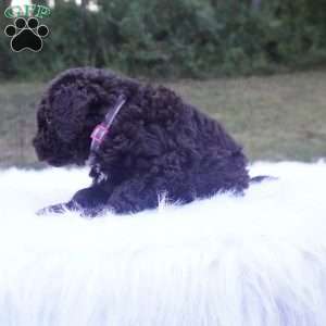 Allie, Aussiedoodle Puppy