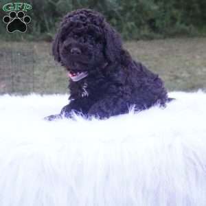 Allie, Aussiedoodle Puppy