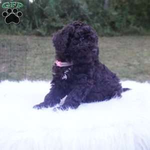Allie, Aussiedoodle Puppy