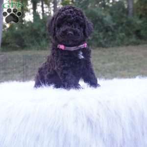 Allie, Aussiedoodle Puppy