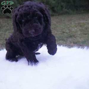 Ollie, Aussiedoodle Puppy