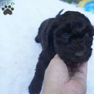 Ollie, Aussiedoodle Puppy
