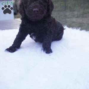 Ollie, Aussiedoodle Puppy