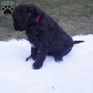 Ollie, Aussiedoodle Puppy