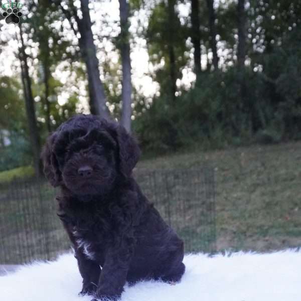 Ollie, Aussiedoodle Puppy
