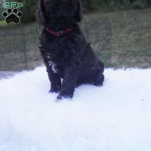 Ollie, Aussiedoodle Puppy