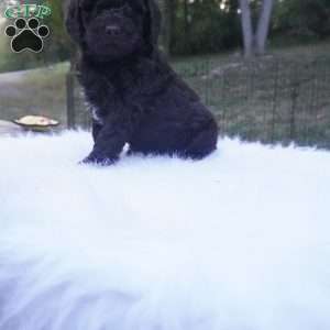 Ollie, Aussiedoodle Puppy