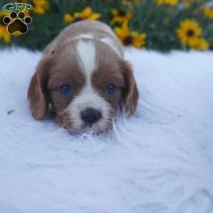 Pumpkin, Cavalier King Charles Spaniel Puppy