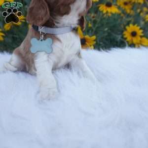 Pumpkin, Cavalier King Charles Spaniel Puppy