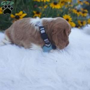 Pumpkin, Cavalier King Charles Spaniel Puppy