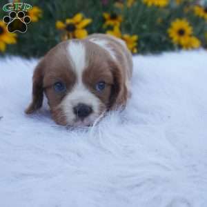 Pumpkin, Cavalier King Charles Spaniel Puppy
