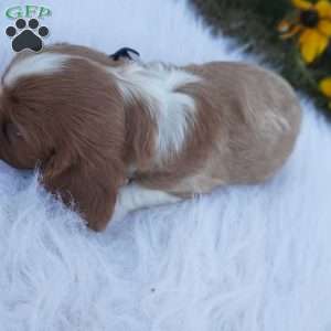 Pumpkin, Cavalier King Charles Spaniel Puppy