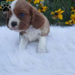 Pumpkin, Cavalier King Charles Spaniel Puppy