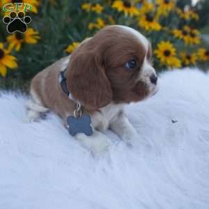 Pumpkin, Cavalier King Charles Spaniel Puppy