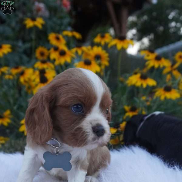 Pumpkin, Cavalier King Charles Spaniel Puppy
