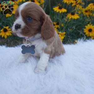 Pumpkin, Cavalier King Charles Spaniel Puppy