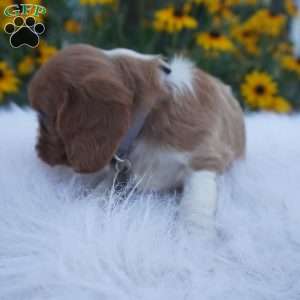 Pumpkin, Cavalier King Charles Spaniel Puppy