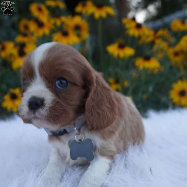 Pumpkin, Cavalier King Charles Spaniel Puppy