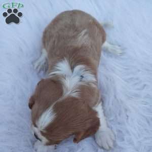 Pumpkin, Cavalier King Charles Spaniel Puppy