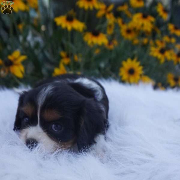 Sugar, Cavalier King Charles Spaniel Puppy