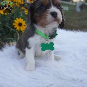 Ash, Cavalier King Charles Spaniel Puppy