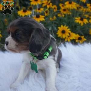 Ash, Cavalier King Charles Spaniel Puppy