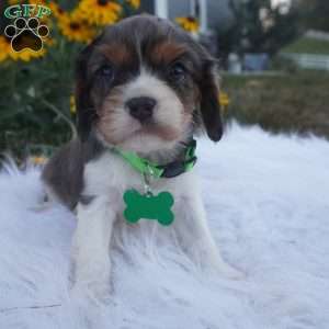 Ash, Cavalier King Charles Spaniel Puppy