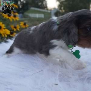 Ash, Cavalier King Charles Spaniel Puppy