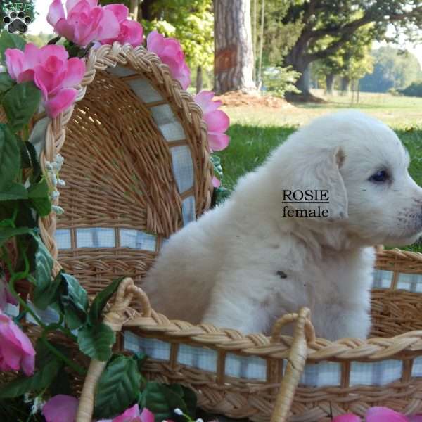 Rosie, Great Pyrenees Puppy