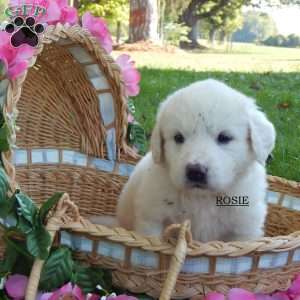 Rosie, Great Pyrenees Puppy