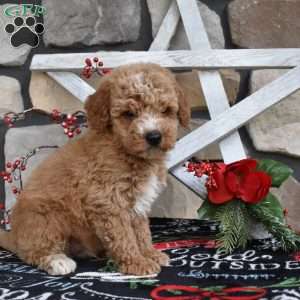 Colten, Mini Goldendoodle Puppy