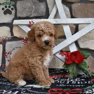Colten, Mini Goldendoodle Puppy