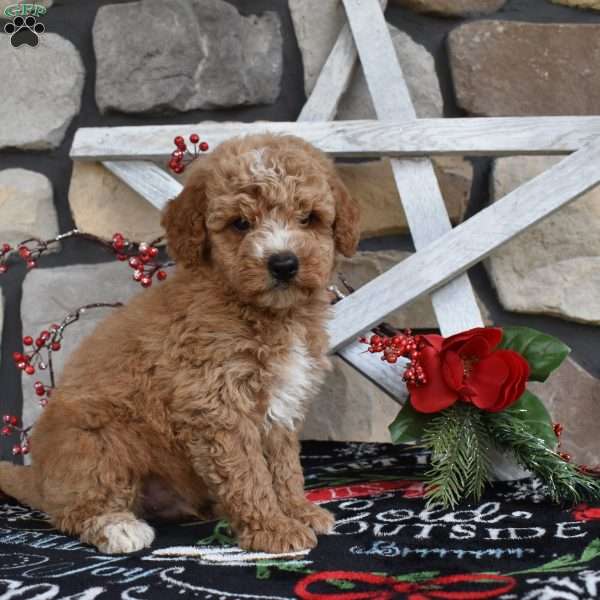 Colten, Mini Goldendoodle Puppy