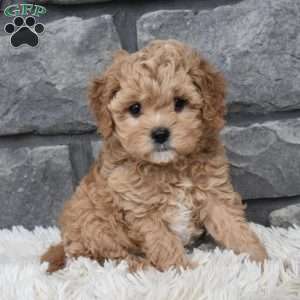 Sophie, Cavapoo Puppy