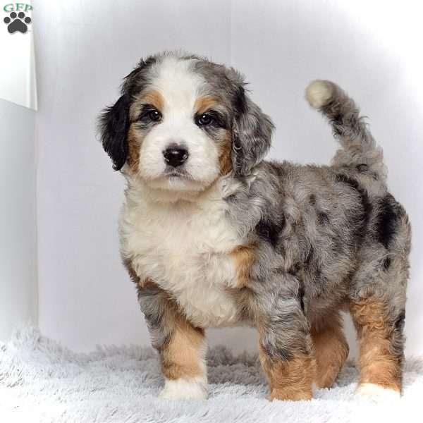 Ms. Heidi, Bernedoodle Puppy