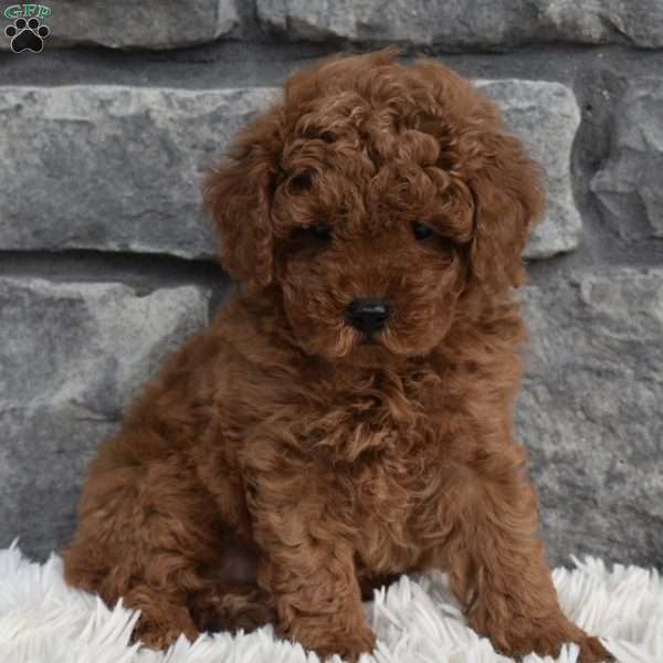 Cinnamon, Toy Poodle Puppy
