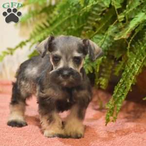 Penelope, Miniature Schnauzer Puppy