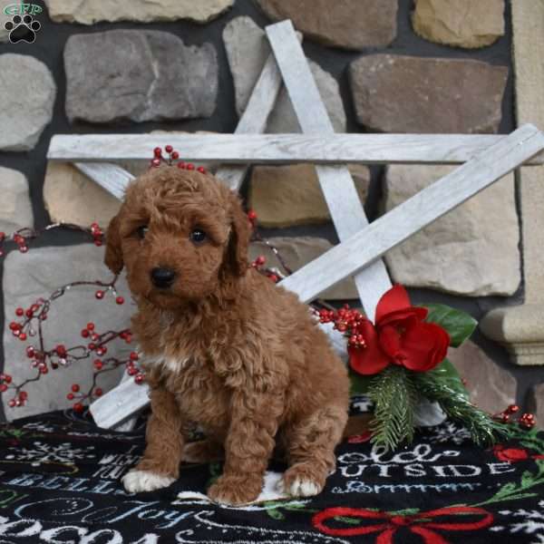 Carson, Mini Goldendoodle Puppy