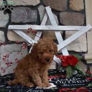 Caden, Mini Goldendoodle Puppy